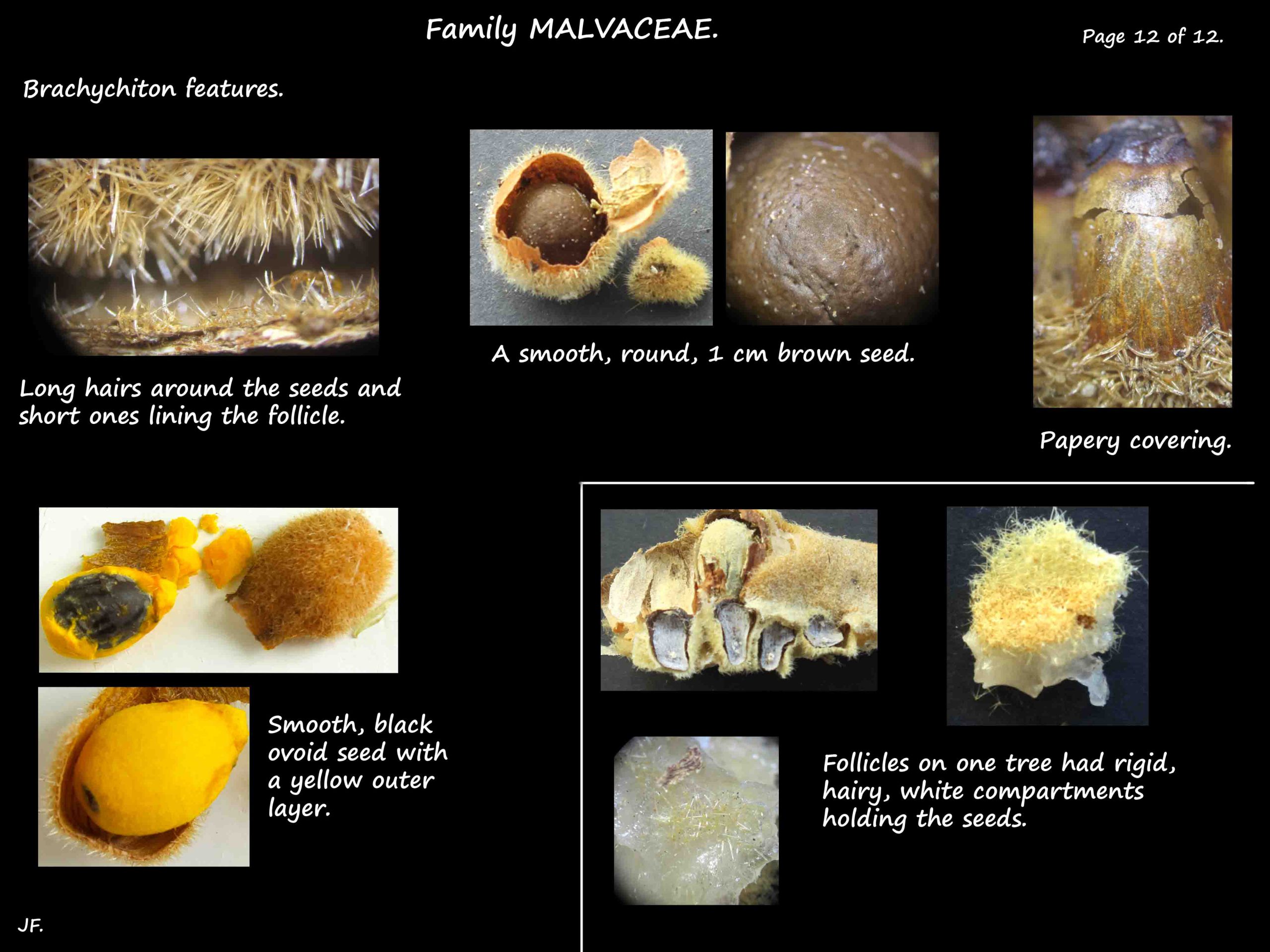 12 Brachychiton seeds